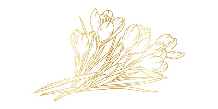 Golden crocus flowers line art isolated on white background. Luxury crocus floral design elements for invitation, wedding, wallpaper, print template, vector illustration.のイラスト素材