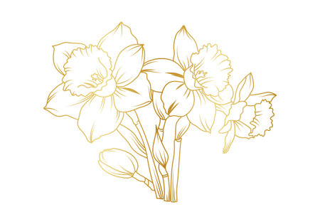 Narcissus lily flowers line art isolated on white background. Luxury daffodil floral golden design elements for invitation, wedding, wallpaper, print template, vector illustration.のイラスト素材