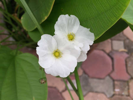 White flowersの素材