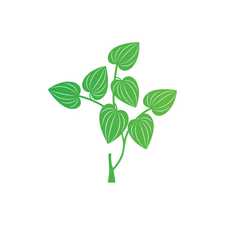 Betel leaf logo icon vector illustrationのイラスト素材