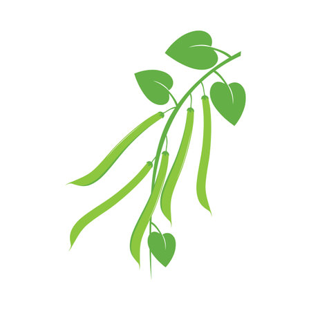 Green beans illustration template vectorのイラスト素材