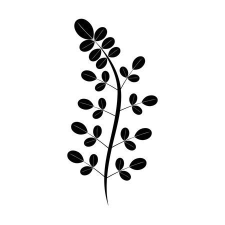 Moringa leaf icon template vectorのイラスト素材