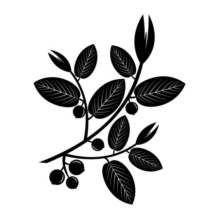 Guava leaf vector image designのイラスト素材
