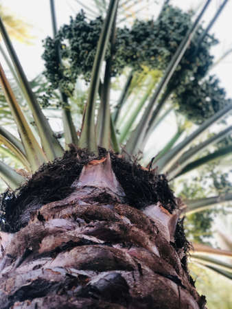 Palm trees in the grove