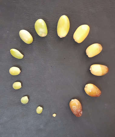 Stages of maturation dates