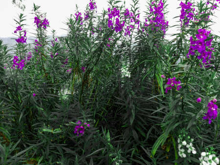 Purple lavender flowers blooming at kai santi hill, Tomohon Indonesia. Green leaf all over and small white flowersの写真素材