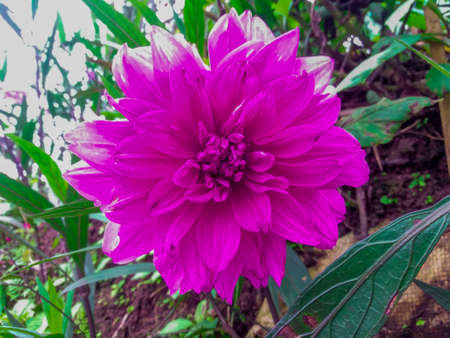 beautiful purple / violet flower blooming in nature. Taken at daylight from park kai santi Indonesia.の写真素材
