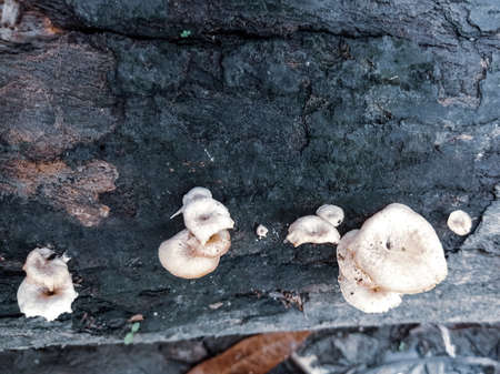 A group of white mushrooms growing at an old dead tree log on the ground.の写真素材