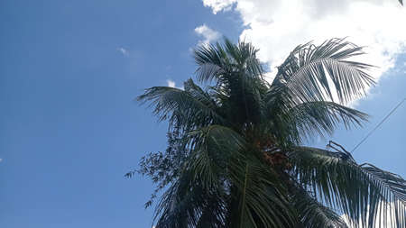 A low-angle view of a coconut tree against a bright blue sky with a little cloud. Taken from Manado, Nyiur Melambai, Indonesia.の写真素材