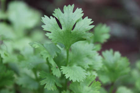 Corianderの写真素材