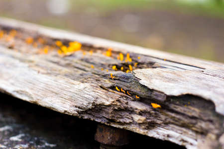 Rotten wood and yellow jelly fungus called Dacryopinax spathularia