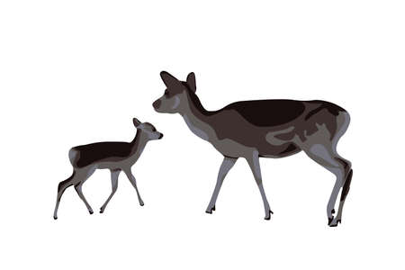 Mommy deer and baby deer looking for food and then meet each other under the tree Kancil Rusa Kijangのイラスト素材