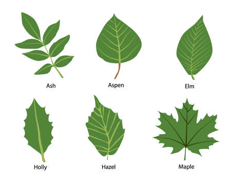 Some kind of leaf such as ash aspen elm hazel holly larch maple