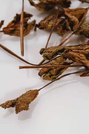dried mint leaves spice on a white background.