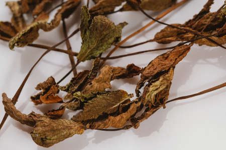 dried mint leaves spice on a white background.