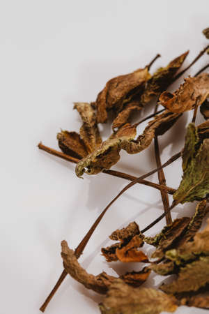 dried mint leaves spice on a white background.の写真素材