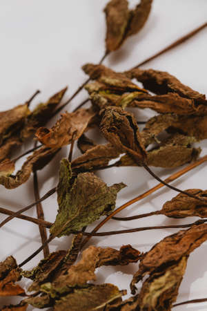 dried mint leaves spice on a white background.の写真素材