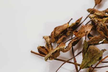 dried mint leaves spice on a white background.の写真素材