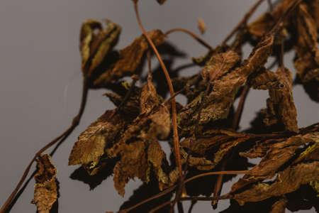 dried mint leaves spice on a dark background.