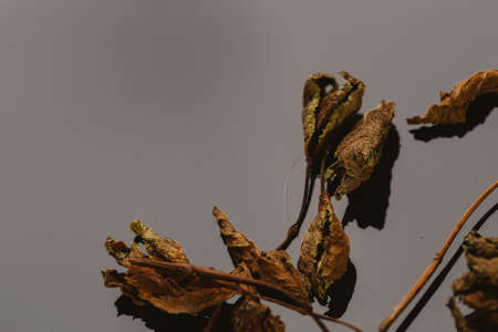 dried mint leaves spice on a dark background.の写真素材
