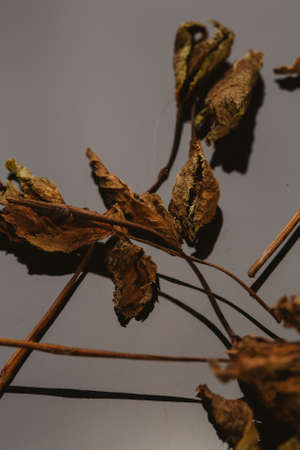 dried mint leaves spice on a dark background.の写真素材