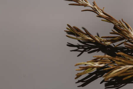 dried rosemary leaves spice on a dark background.の写真素材
