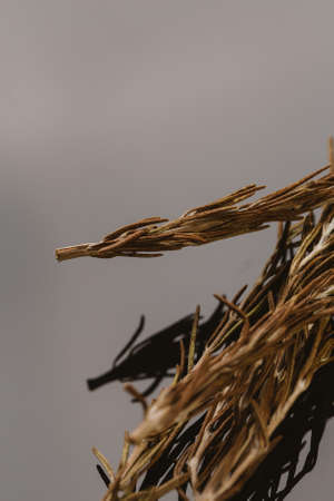 dried rosemary leaves spice on a dark background.の写真素材
