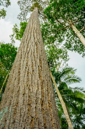 Natural rain forest treeの写真素材