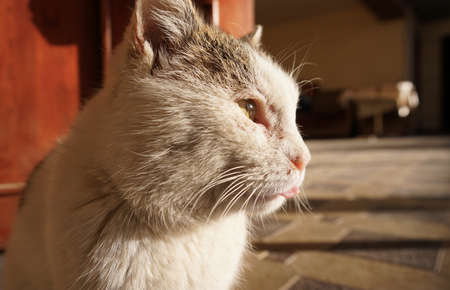 The white cat is huntingの写真素材