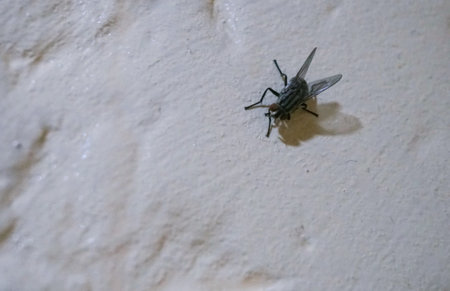 The black fly is getting ready to fly to the wallの写真素材