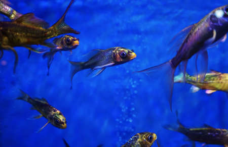 Aquarium fish, various fishの写真素材