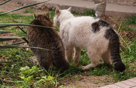 White and black cats became friends