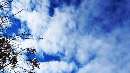 Blue sky, treeの写真素材
