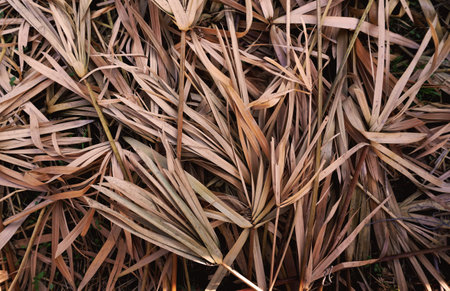 dried strawの写真素材