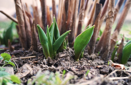 young seedlings