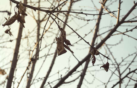 Branches and leaves of a dead tree