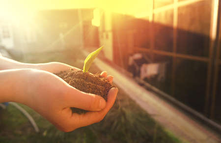 A man holding a small sapling in hisの写真素材