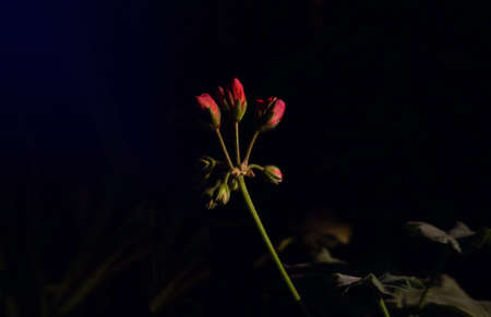 Geranium flower buds in the darkの写真素材