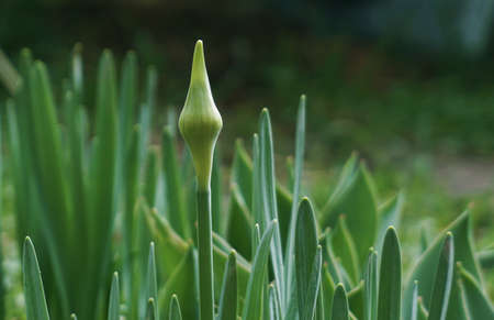 Unopened budの写真素材