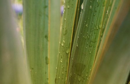 Water droplets on the leavesの写真素材