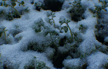 Flowers frozen in the snow, the flowers are resistant to frostの写真素材