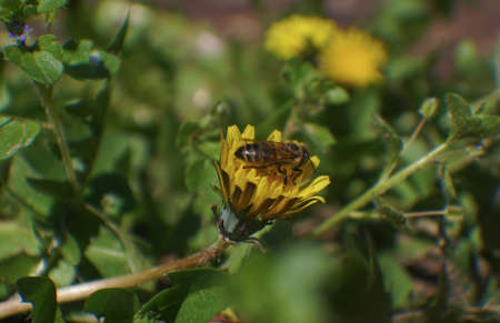 Bees are getting honey from the yellow flower