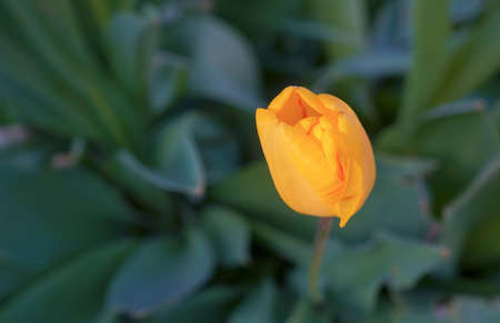 Yellow tulips open one after another