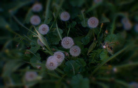 White fluffy dandelions, natural green blurred spring background, selective focus.
