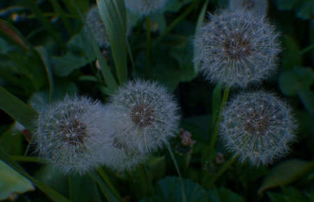 White fluffy dandelions, natural green blurred spring background, selective focus.