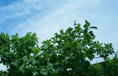 Fig tree, unripe fig fruit