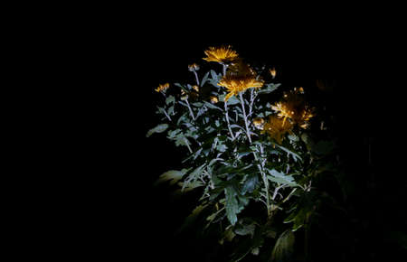 Yellow flowers in the dark, night timeの写真素材