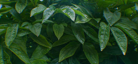 Raindrops on the leaves of the plant, after the rain