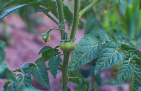 Tomato plant flowers, tomatoes are entering the crop