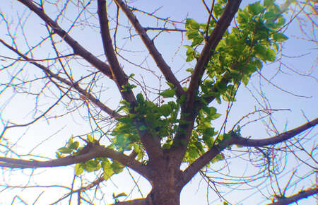The withered tree is sprouting again, the mulberry tree